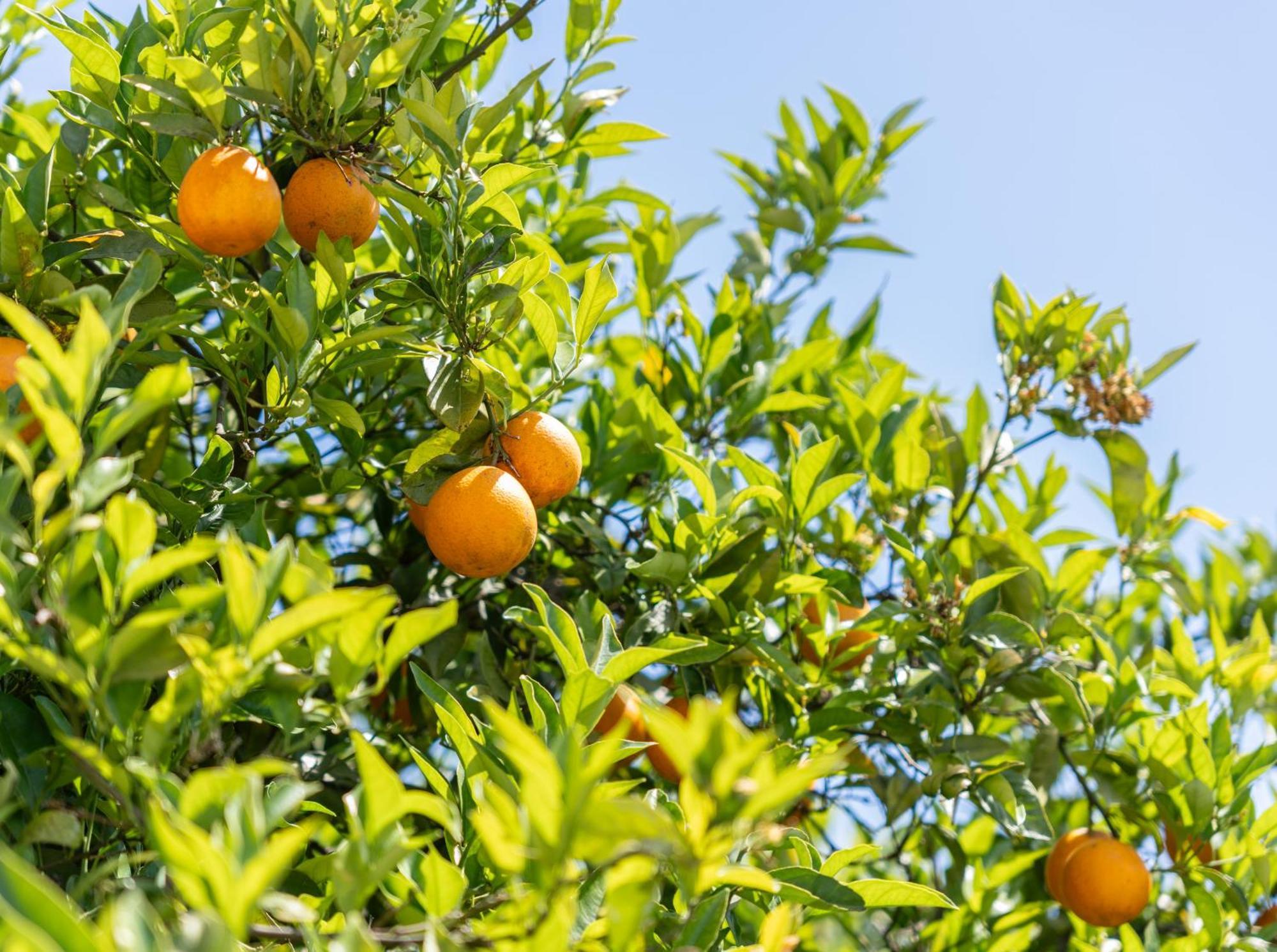 Quinta Das Laranjeiras بلوكويم المظهر الخارجي الصورة